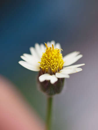 Beautiful spring flowersの写真素材