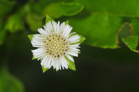 Beautiful spring flowersの写真素材
