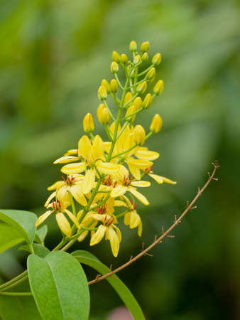 Beautiful spring flowersの写真素材