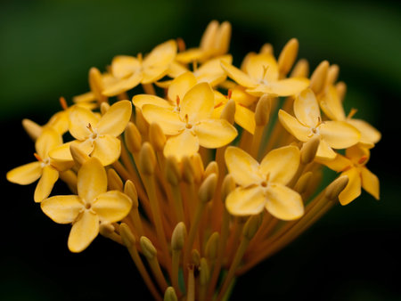 Beautiful spring flowersの写真素材