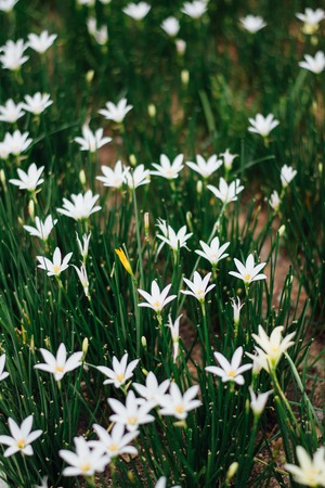 paperwhite narcissusの写真素材