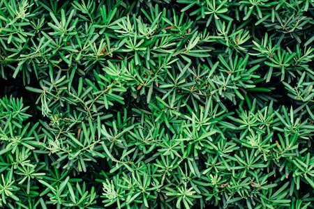 fir treeの写真素材