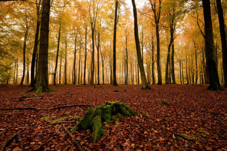 fog in forestの写真素材