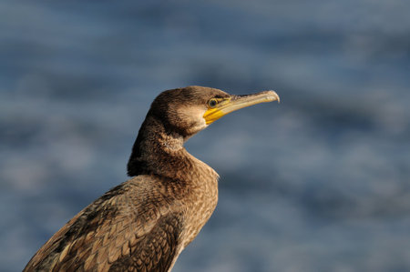 cormorantの写真素材