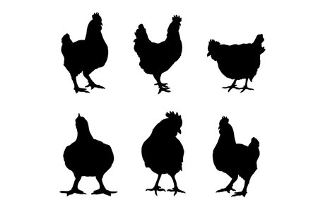 Set of silhouettes of Broiler Roast chicken vector design, isolated white background , simple vector designのイラスト素材