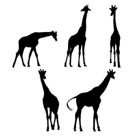 Set of giraffe silhouettes vector design, isolated white background , simple vector designのイラスト素材