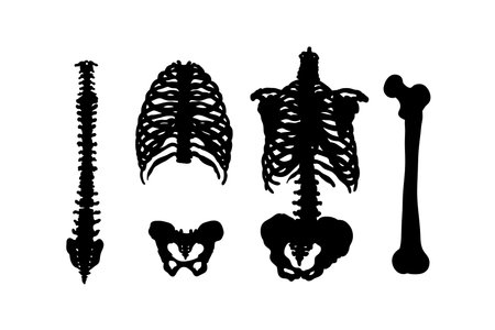 Set of silhouettes of human skeletons vector design, isolated white background , simple vector designのイラスト素材