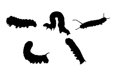 Set of silhouettes of caterpillars vector design, isolated white background , simple vector designのイラスト素材