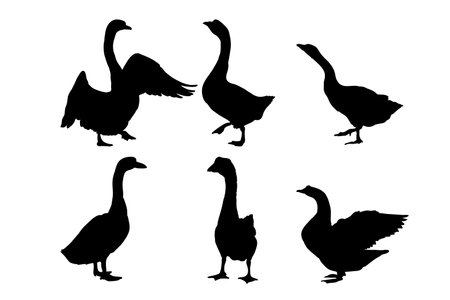 Set of silhouettes of swans vector design, isolated white background , simple vector designのイラスト素材