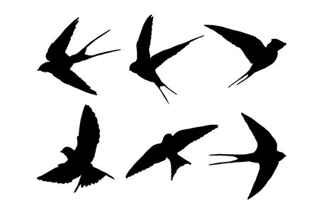 Set of silhouettes of swallows vector design, isolated white background , simple vector designのイラスト素材
