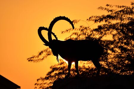Ibex in sunsetの写真素材