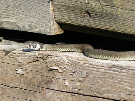 snakeの写真素材