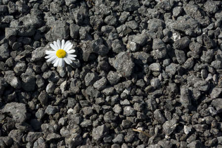 one flower on rocksの写真素材