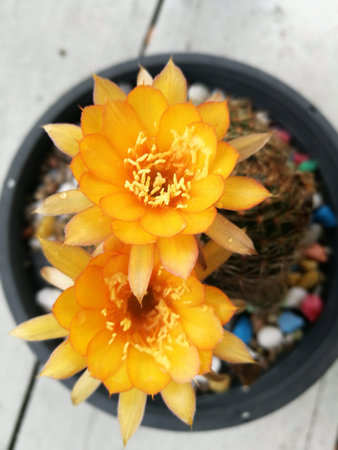Two yellow flowers