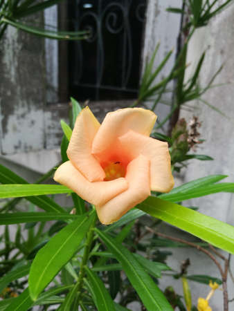 Beautiful orange flowerの写真素材