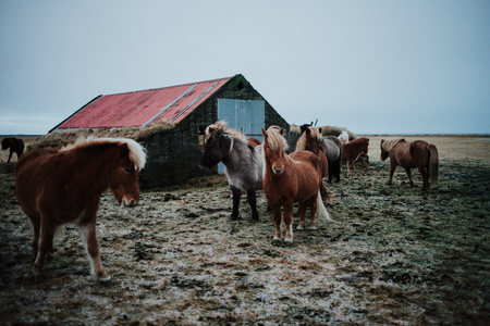 Some Icelandic horses on a field with a shed behind them.の写真素材