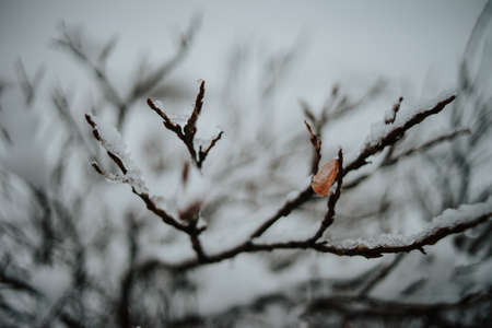 A snow covered branch with a single brown leaf hanging off it close to Seljalandsfoss, Icelandの写真素材