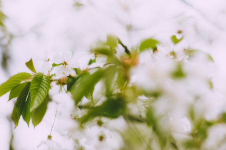Some blossoms at springtime on a tree