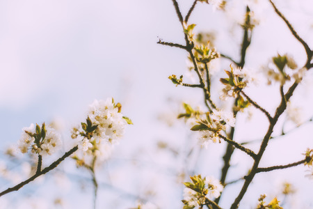 Some blossoms at springtime on a treeの写真素材
