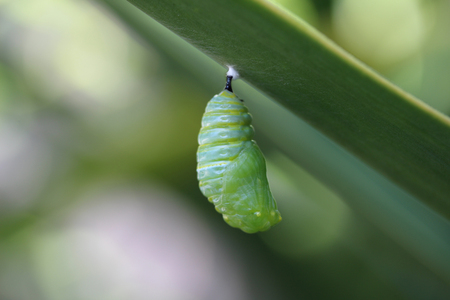 Monarch Butterfly Caterpillarの写真素材