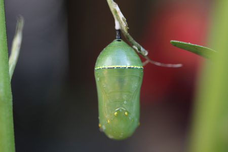 Monarch Butterfly Caterpillarの写真素材