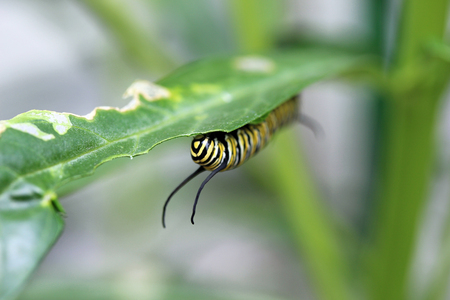 Monarch Butterfly Caterpillarの写真素材