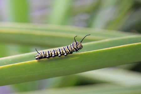Monarch Butterfly Caterpillarの写真素材