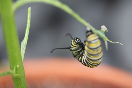 Monarch Butterfly Caterpillarの写真素材