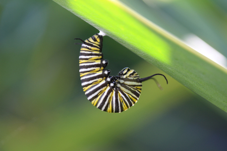 Monarch Butterfly Caterpillarの写真素材