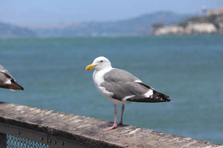 Sea Gull of Pacific coastの写真素材