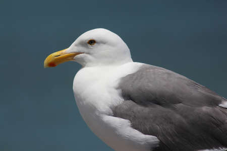 Sea Gull sitting under the sun at Pier 39 of San Franciscoの写真素材
