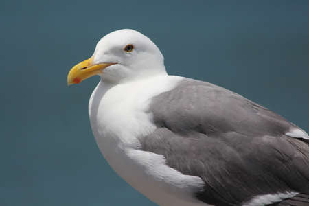 Sea Gull sitting under the sun at Fisherman Wharfの写真素材