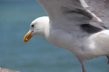 Sea Gull at Fisherman Wharf of San Franciscoの写真素材