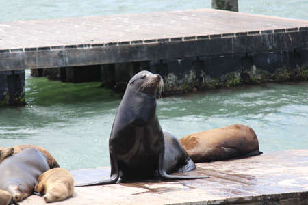 Sea Lion at their own natural habitat at Fisherman Wharfの写真素材