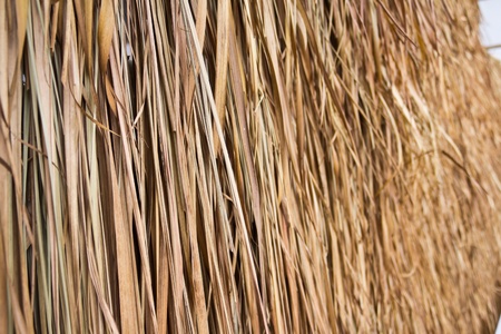 thatch backgroundの写真素材