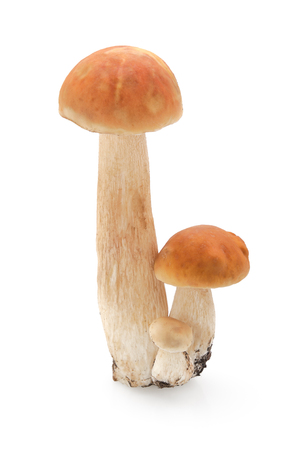 Group of valuable forest mushrooms,cut out on a white backgroundの写真素材