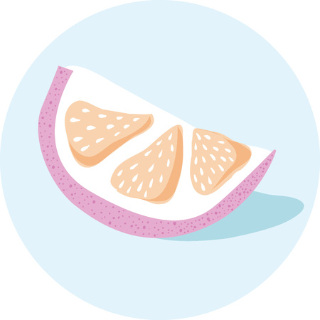 Citrus Vector illustration hand drawn, lime, lemon, orange, grapefruit isolatedのイラスト素材