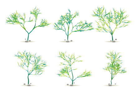 Seaweed Algae Hand Drawn Water Plant with Stones Set Isolated on White with Silhouette in Vector
