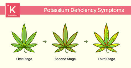 Medical Cannabis Growing Problems and Plant Pot Leaves Disease, Deficiency, Abundance, Excess. Three 3 Stages.のイラスト素材