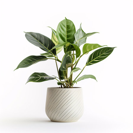 In sharp isolation against a white canvas, a vibrant green plant thrives.の素材