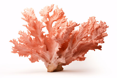 A picture of arid, coralline isolated on a blank canvas.の素材