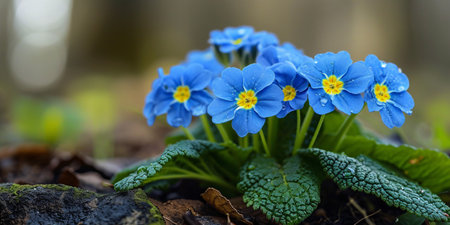 Superior image of a cobalt primrose (primula denticulata).の素材