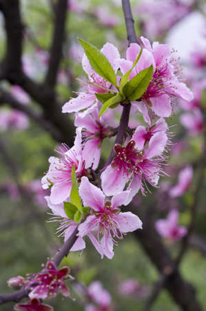 Peach blossom is blooming in spring の写真素材