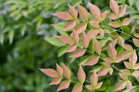 Red leaves are growth の写真素材