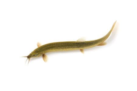 loach with white background 