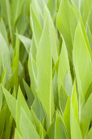 green leaves of canna lily