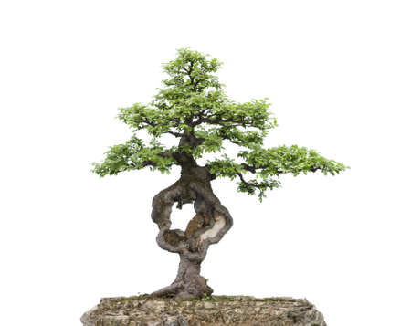 A small bonsai tree in a ceramic pot  Isolated on a white background の写真素材