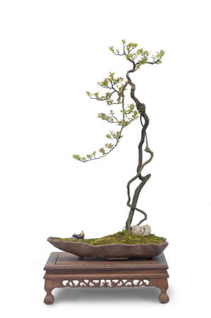 A small bonsai tree in a ceramic pot  Isolated on a white background の写真素材