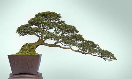 A small bonsai tree in a ceramic pot  Isolated on a white background の写真素材