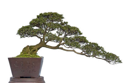 A small bonsai tree in a ceramic pot  Isolated on a white background の写真素材